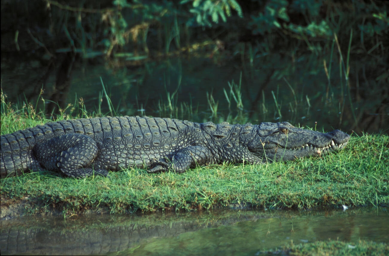 Wildlife Safari